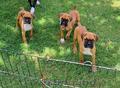 Adorable Boxer Puppies