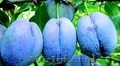 Vanzare si distilare Prune Stanley LUKACS PALINKA 1969