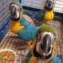 Macaw albastru și auriu acum disponibil