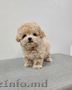 Cățeluș Maltipoo adorabil.