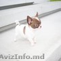 Frumos cățeluș pomeranian ceașcă.