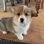 Adorabilul Pembroke Welsh Corgi.