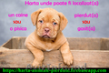 Animale pierdute si animale gasite - harta nationala cu localizarea